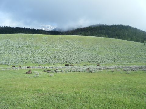 1981 Ford E350 - A herd of bison are scattered across a wide, grassy meadow with a tree-covered mountain in the background.