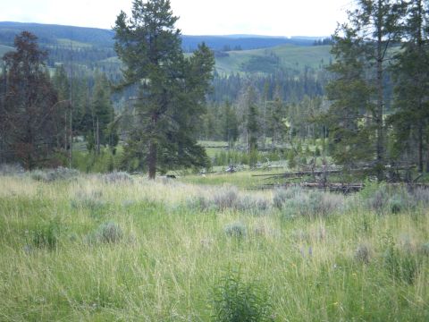 1981 Ford E350 - A bear wanders through a meadow with trees and rolling hills in the background.
