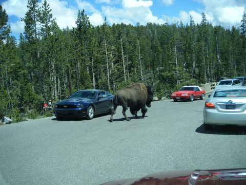 1981 Ford E350 - A bison blocks traffic on a road surrounded by pine trees, with several cars waiting.
