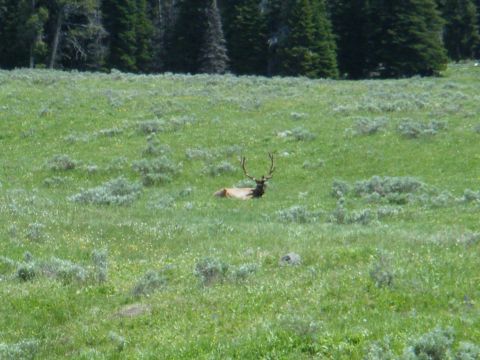 1981 Ford E350 - An elk rests in a wide, green meadow, with a line of dark trees forming the horizon.