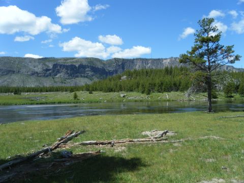 1981 Ford E350 - A scenic view of a river flowing through a meadow with mountains in the background and a lone pine tree in the foreground.