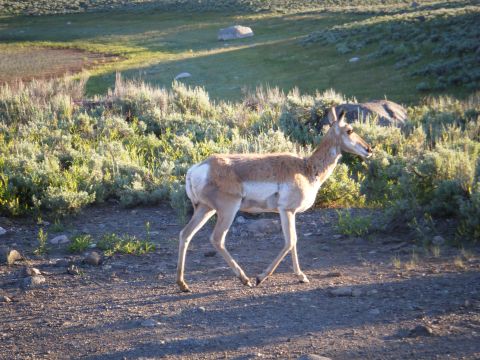 1981 Ford E350 - A pronghorn antelope is seen in its natural habitat during daylight hours.