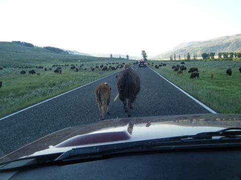 1981 Ford E350 - A herd of bison, including a calf, walks down the middle of a road in Yellowstone National Park, causing a traffic jam.