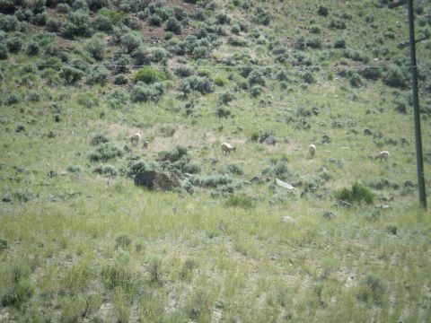 1981 Ford E350 - Bighorn sheep are seen grazing on a hillside in a natural environment.