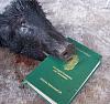 1989 Ford Bronco - An animal's head is placed on top of a closed book.