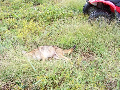1995 Mercury Grand Marquis - A dead coyote is visible in the grass next to an ATV.