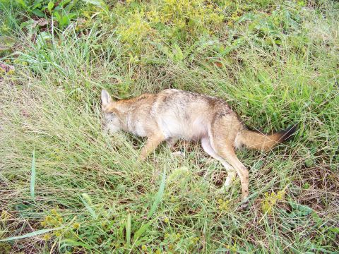 1995 Mercury Grand Marquis - A dead coyote lies in a grassy field, with a watermark visible in the lower right corner.