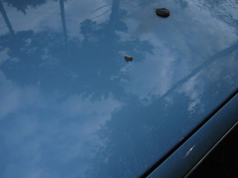 1991 Ford LTD Crown Victoria - Reflections of trees and sky are visible on the blue hood of a car, with two small rocks resting on the surface.