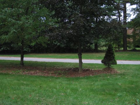1991 Ford LTD Crown Victoria - A scene with trees, grass, and a road, with no vehicles visible.