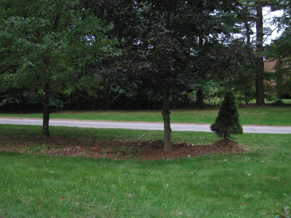 Trees and a road in a grassy area