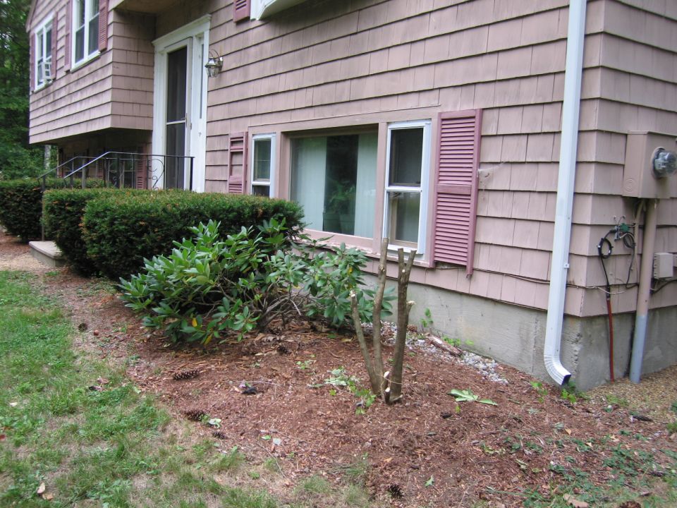 House exterior showing siding, windows, shutters, and landscaping with bushes and a recently trimmed tree