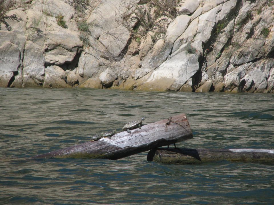 Three turtles bask on a weathered log floating in dark water near a rocky shore