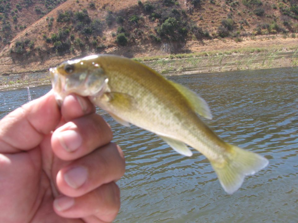 Fish held in a hand over water with a dry, hilly background