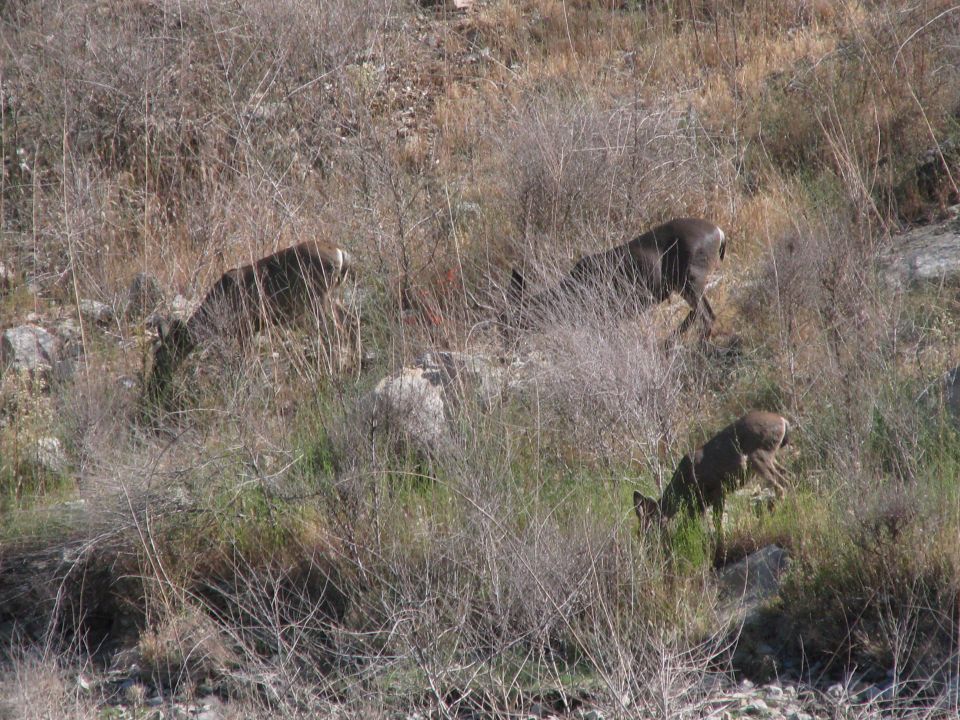 Three deer grazing in dry brush and grass