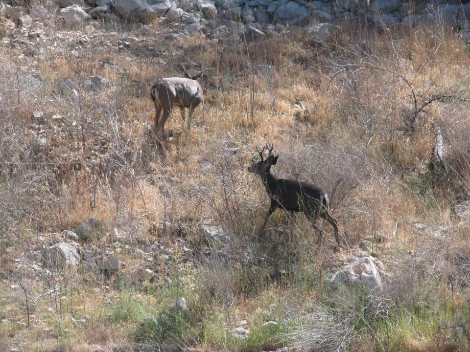 Two deer walking on a dry, grassy hillside with rocks