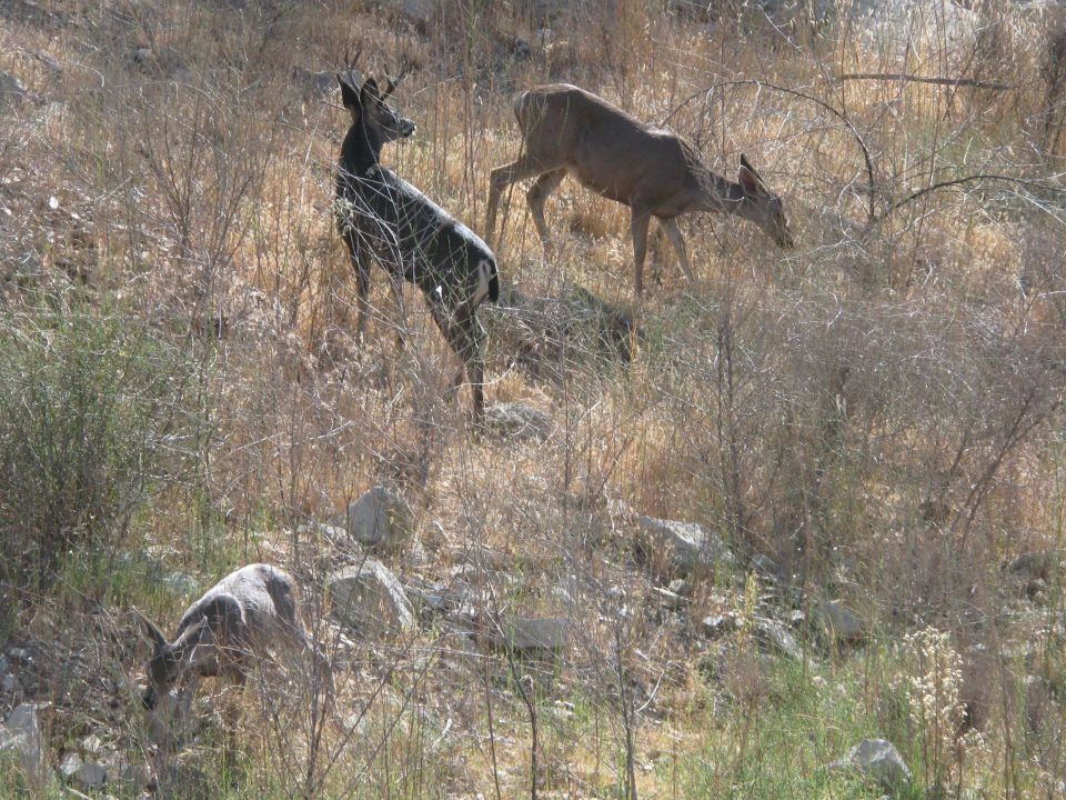 Deer grazing in dry, brushy terrain