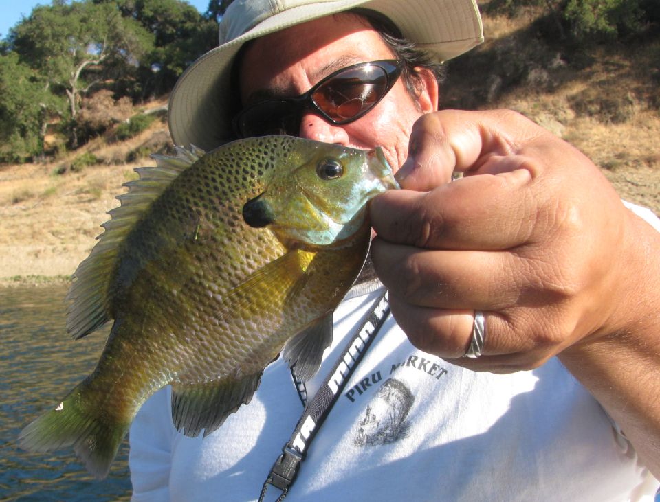Man holding a bluegill fish, wearing a hat and sunglasses. Text on shirt reads 'Piru Market'