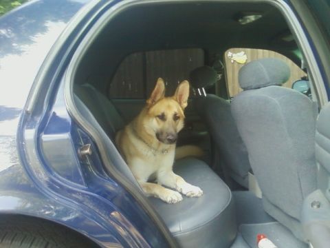 2003 Ford Crown Victoria - A German Shepherd rests on the back seat of a blue 2003 Ford Crown Victoria, looking out the open door.