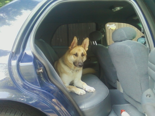 German Shepherd dog on the rear seat of a blue 2003 Ford Crown Victoria