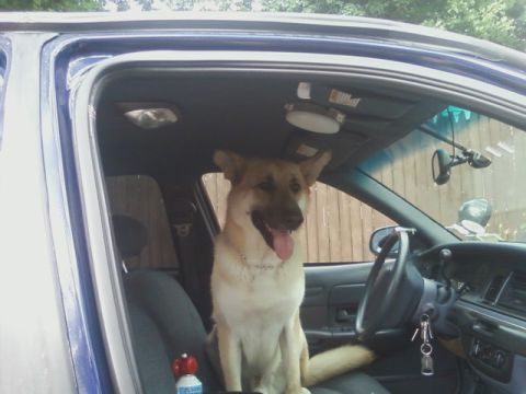 2003 Ford Crown Victoria - A German Shepherd mix sits in the driver's seat of a police car, looking out the window.