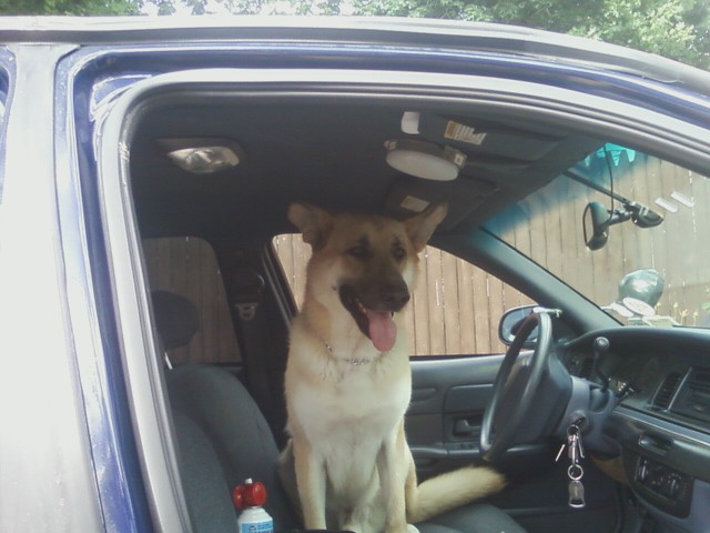 Dog sits in driver's seat of a 2003 Ford Crown Victoria police car