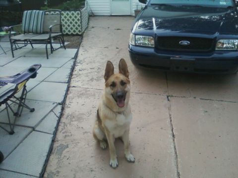 2003 Ford Crown Victoria - A German Shepherd sits in front of a dark blue 2003 Ford Crown Victoria in a driveway.