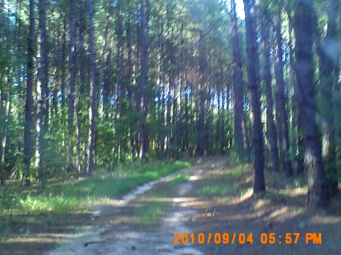 1990 Ford Bronco - A dirt road winds through a dense pine forest, captured on 2010/09.