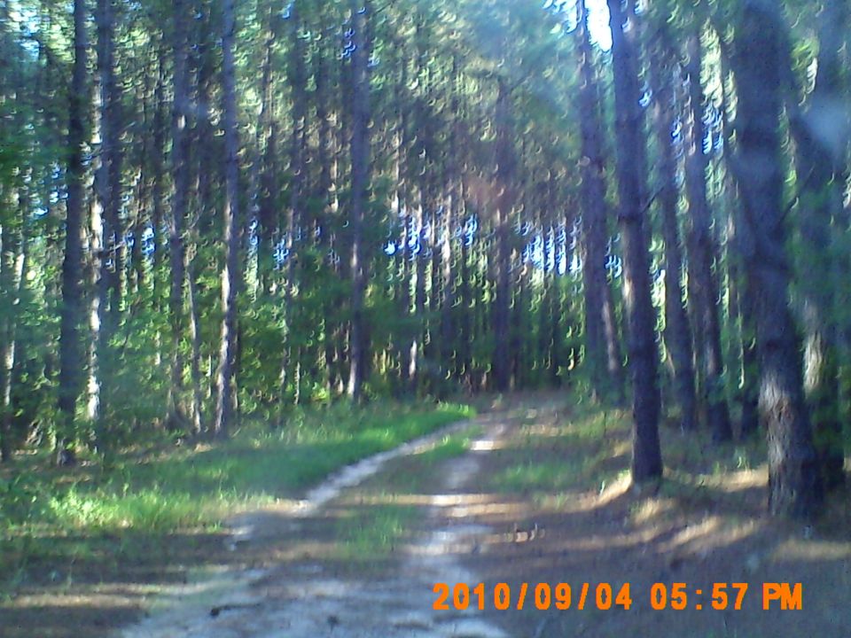 Dirt road through a pine forest, with a date stamp and website URL at the bottom