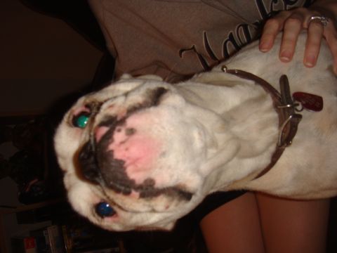 1992 Ford Bronco - English Bulldog with heterochromia, wearing a collar and tag.