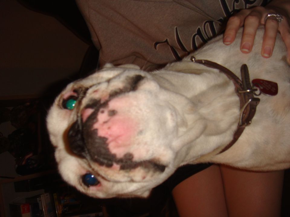 English Bulldog with one green eye and one blue eye, wearing a brown collar