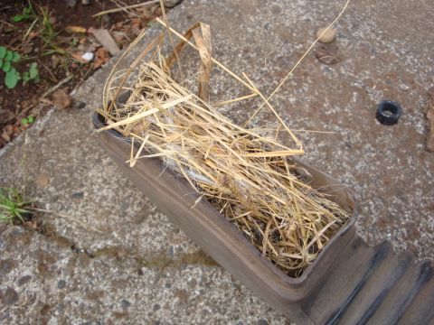 1989 Ford Bronco - A removed cast valve cover sitting upside down on a concrete step, packed full of dry grass and straw from a rodent nest built inside it. A…
