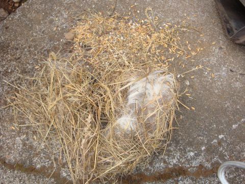 1989 Ford Bronco - A rodent nest of dry straw, grass, seed hulls and white fiber batting cleaned out onto a concrete garage floor.