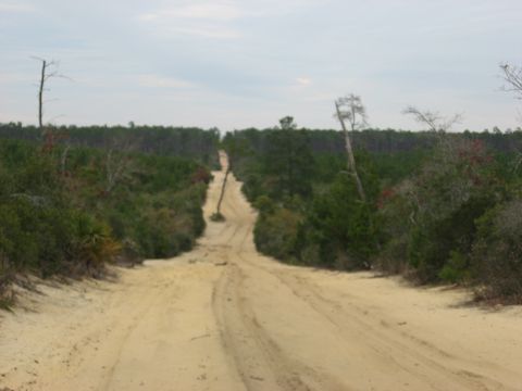 1994 Ford Bronco - A sandy track disappears into a dense forest under an overcast sky.
