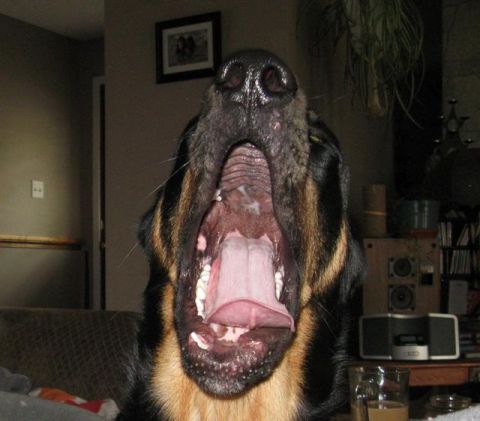 1981 Ford Bronco - This dog is captured mid-yawn, revealing its impressive mouth and tongue. The background shows a living room setting.