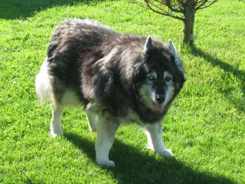 1981 Ford Bronco - Husky dog on grass with a tree. The photo has a SUPERMOTORS watermark.