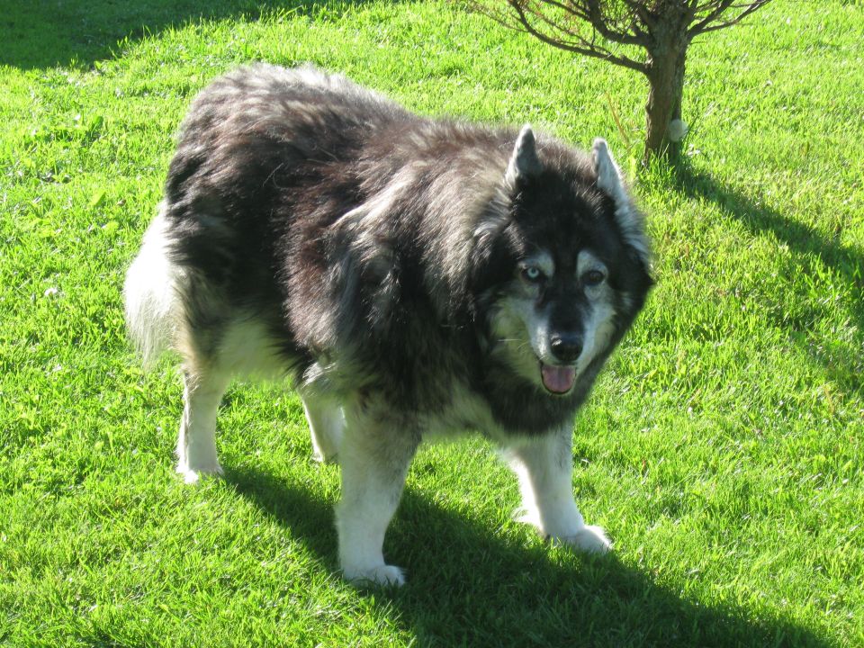 Husky dog standing on grass with a small tree in the background. Watermark reads SUPERMOTORS