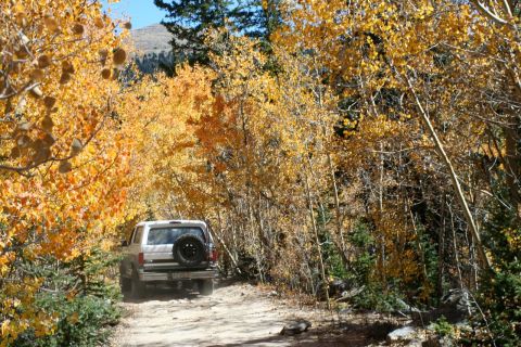 1996 Ford Bronco - A white SUV travels down a dusty road surrounded by trees with bright yellow and orange fall foliage.