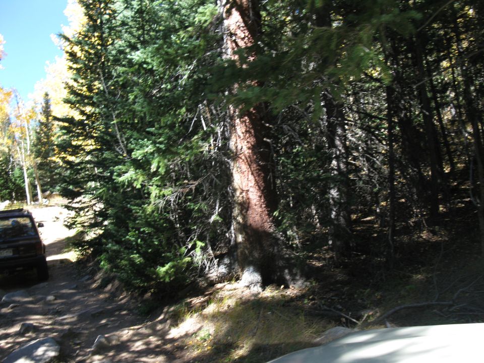 Dark SUV parked on a dirt road in a forest