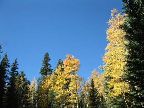 1978 Ford Bronco - Autumn foliage with a clear blue sky overhead, a website watermark in the corner.