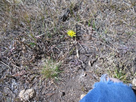 1978 Ford Bronco - A single yellow flower blooms amidst the dry, earthy ground cover.