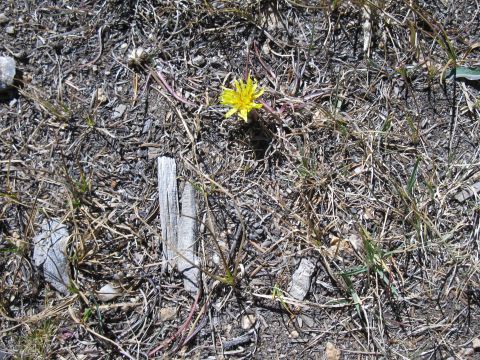 1978 Ford Bronco - A lone yellow flower blooms amidst dry grass and debris on the ground.