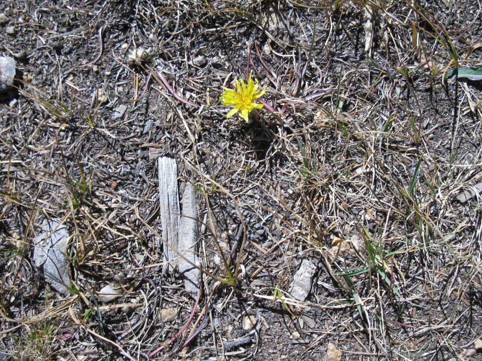 Yellow flower on dry, cracked ground with scattered twigs and rocks