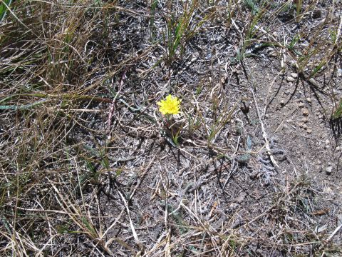 1978 Ford Bronco - A single yellow flower blooms in a field of dry grass, with a watermark from Super Motors visible at the bottom.