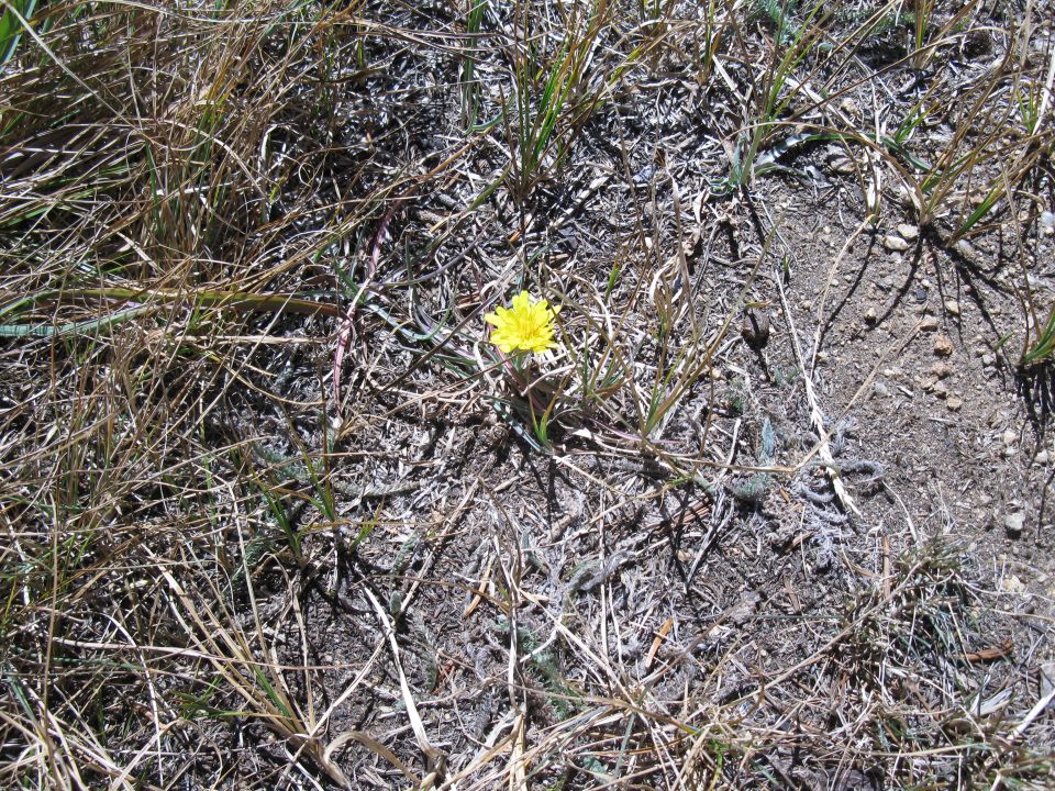 Yellow flower in dry grass with "SUPER MOTORS www.supermotors.net" watermark