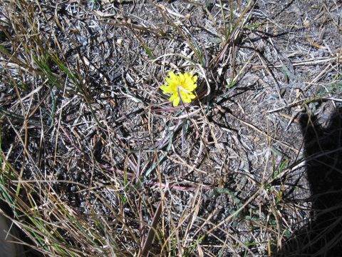 1978 Ford Bronco - A single yellow flower grows in dry grass, casting shadows on the dirt.