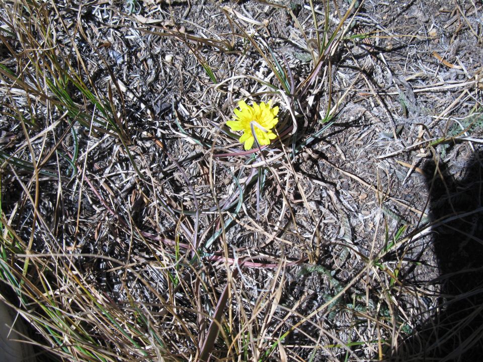 Yellow flower blooming in dry, dead grass with shadows on the ground