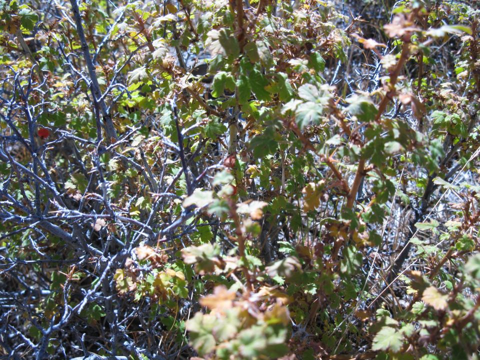 Overgrown bushes and dry branches with a Supermotors logo in the lower right corner