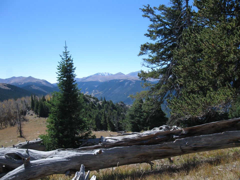 Fallen logs in foreground with mountain range and trees in background