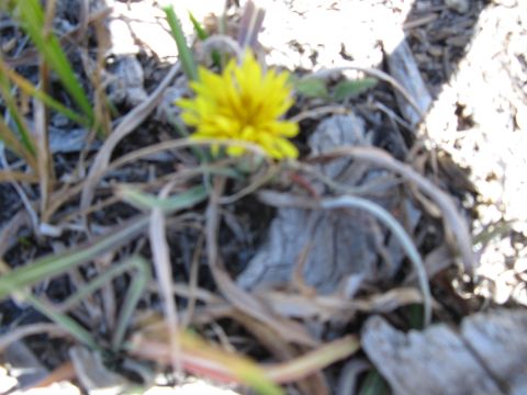 1978 Ford Bronco - A yellow flower blooms amidst dry grass and debris, with a "SUPERMOTORS" logo visible in the lower right corner.