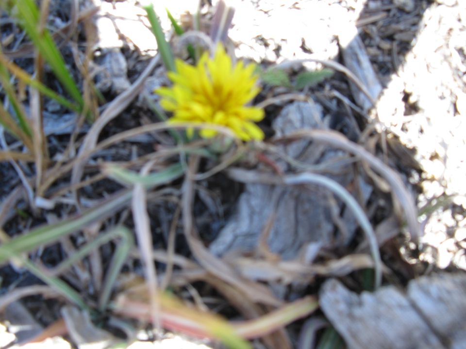 Yellow flower in dry grass with "SUPERMOTORS" logo